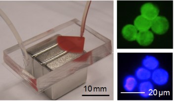 microfluidic chip